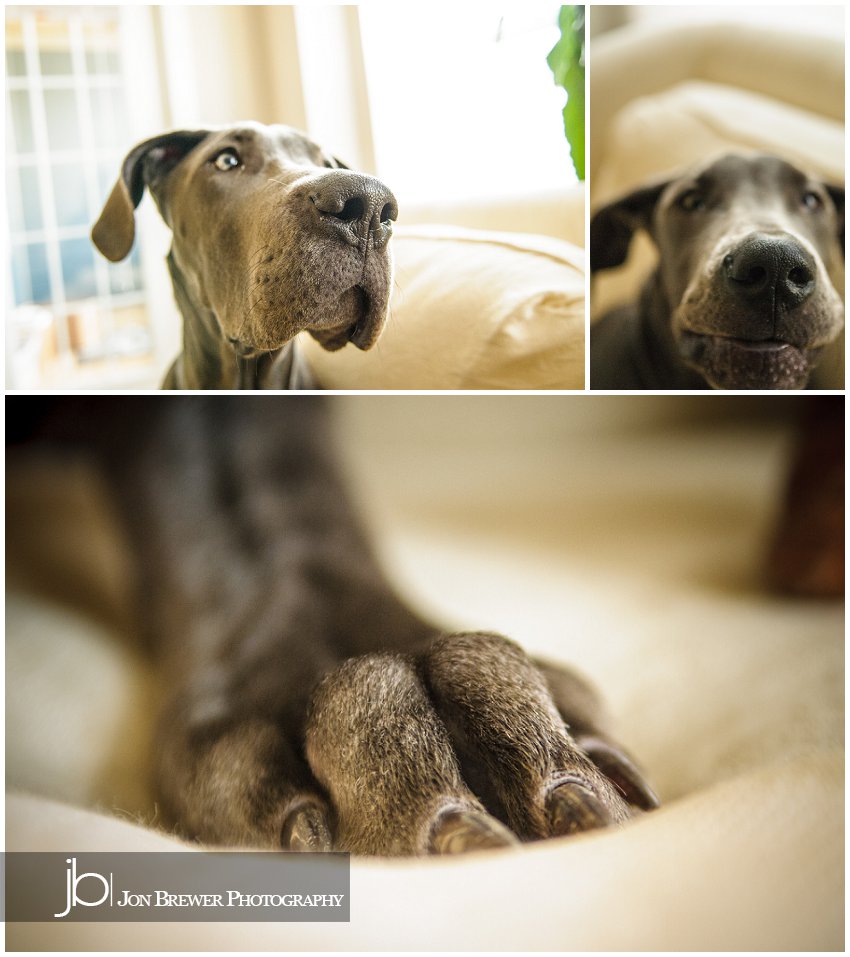 Becky & Luna - A Great Dane Puppy (1)